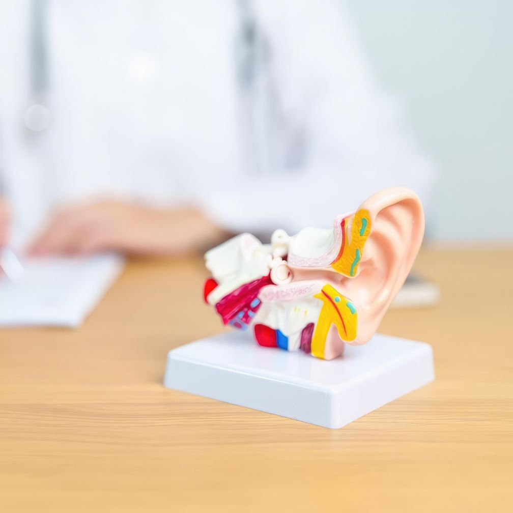 A detailed anatomical model of a human ear sits on a table. In the blurred background, a person in a white coat writes on a clipboard.